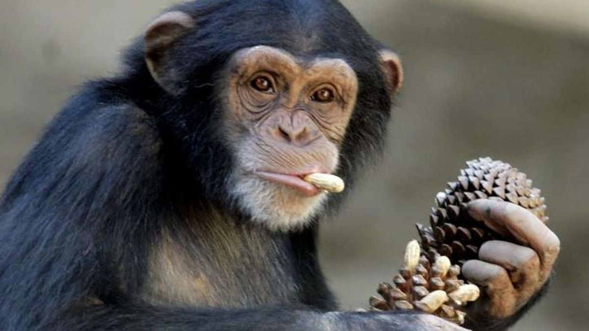 Captan por primera vez a chimpancés comiendo tortugas tras reventar el caparazón