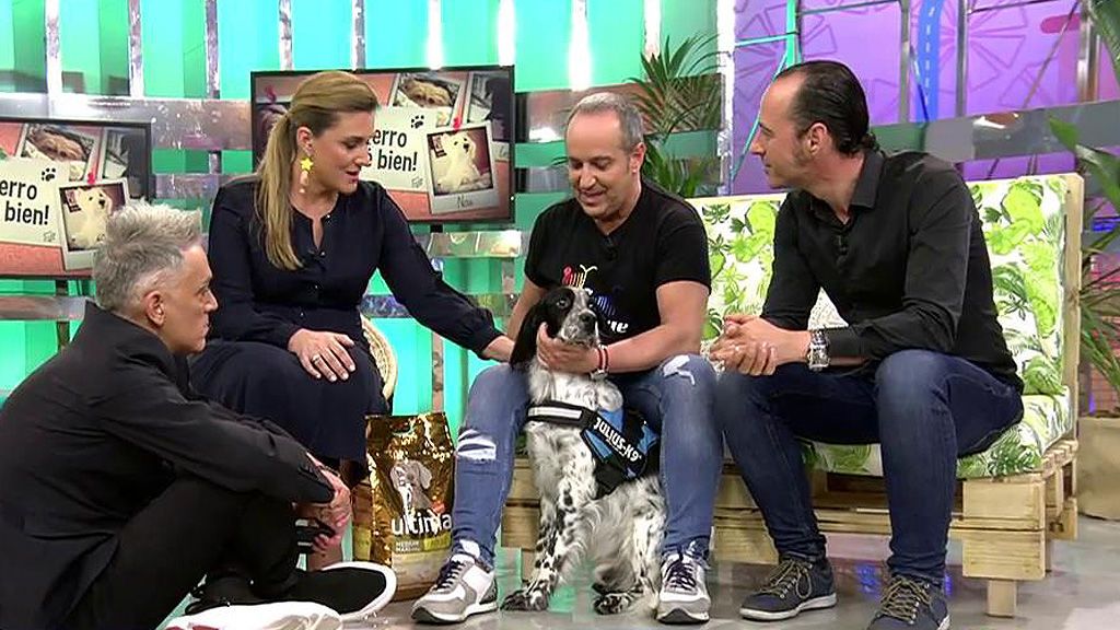 Acoge a Zuzen, un Setter inglés que busca un nuevo hogar