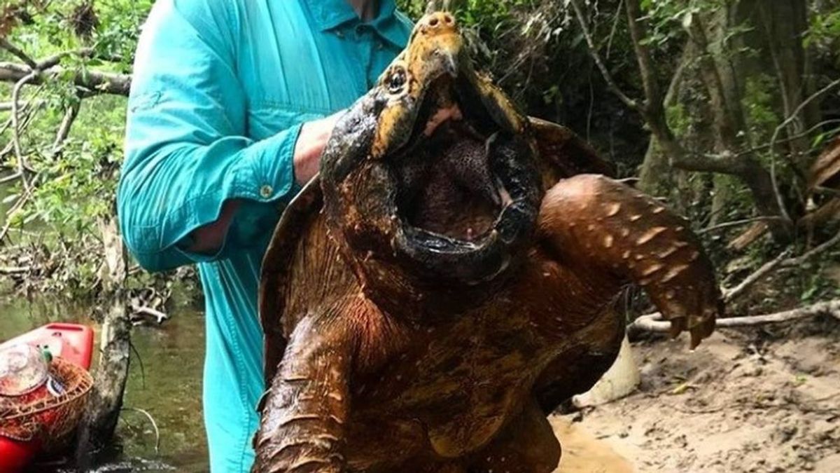 Un estudiante encuentra una tortuga caimán de casi 30 kilos en Estados Unidos