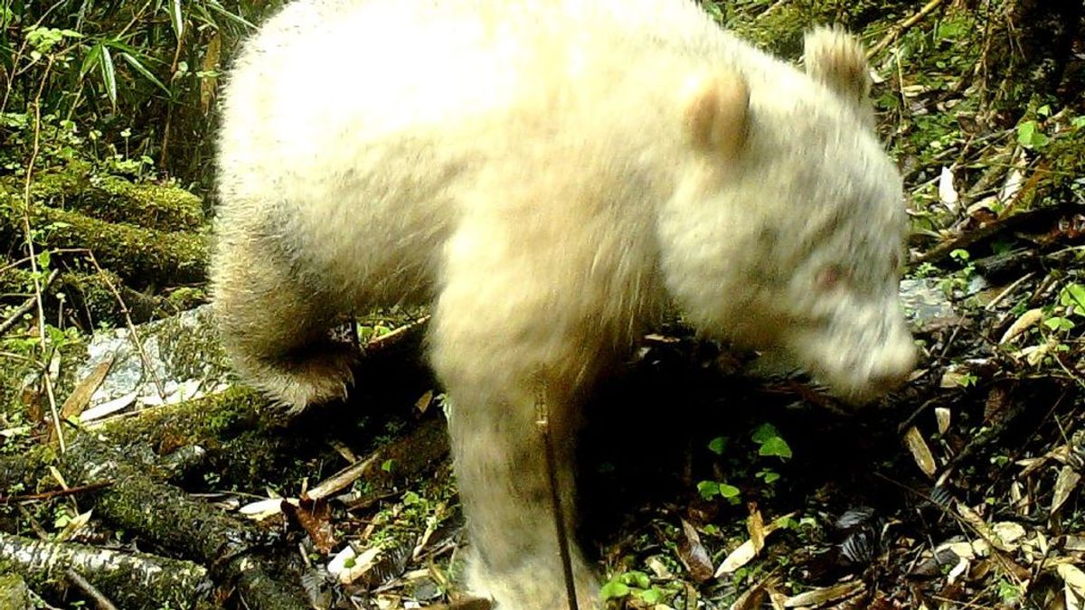 Avistado por primera vez en la historia un oso panda albino