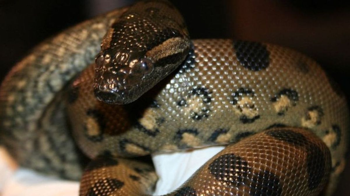 Una anaconda logra reproducirse sin la intervención del macho