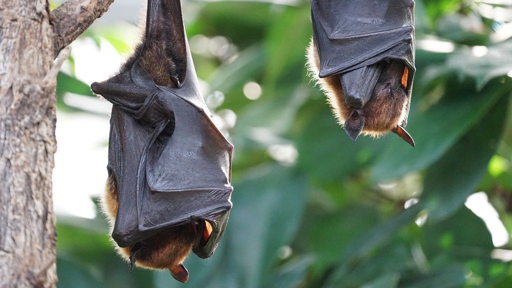 6 curiosidades sobre los hábitos de sueño de los animalitos