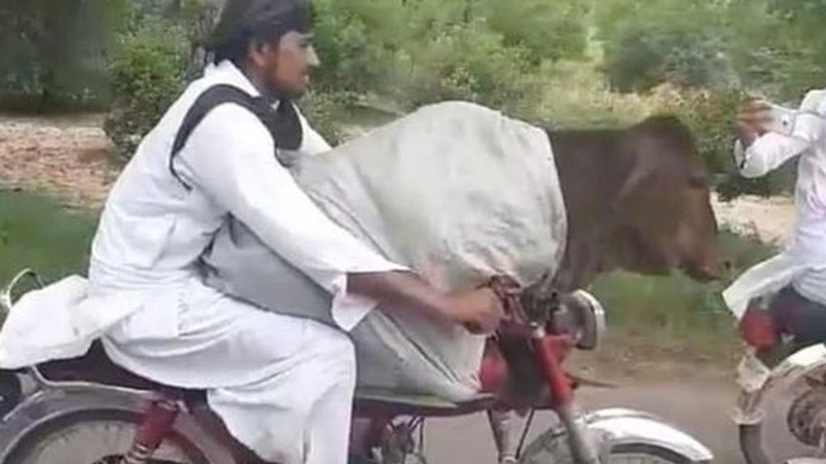 Un paquistaní pasea con una vaca en su moto, sin casco y a toda velocidad