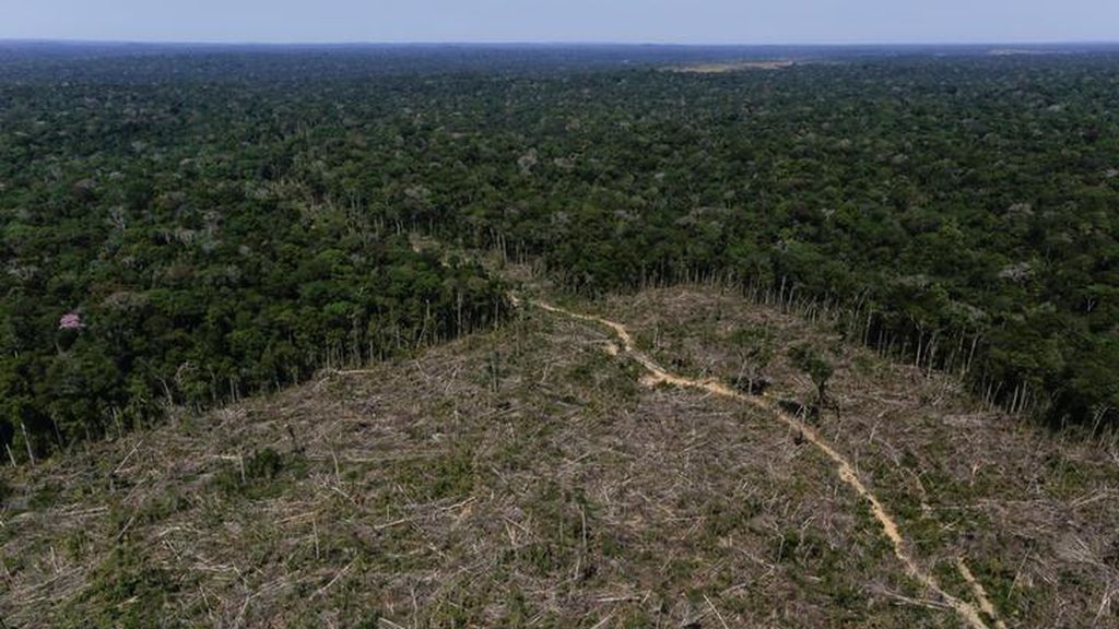 El Amazonas alcanza el 20 % de deforestación a su paso por Brasil según un estudio realizado