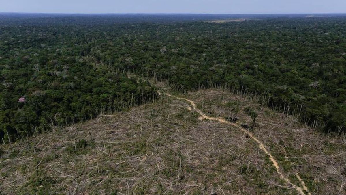 El Amazonas alcanza el 20 % de deforestación a su paso por Brasil según un estudio realizado