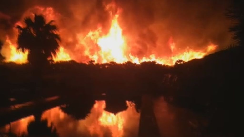 Espectacular incendio de un palmeral en Elche