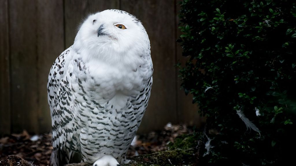 snowy-owl-1858300_960_720