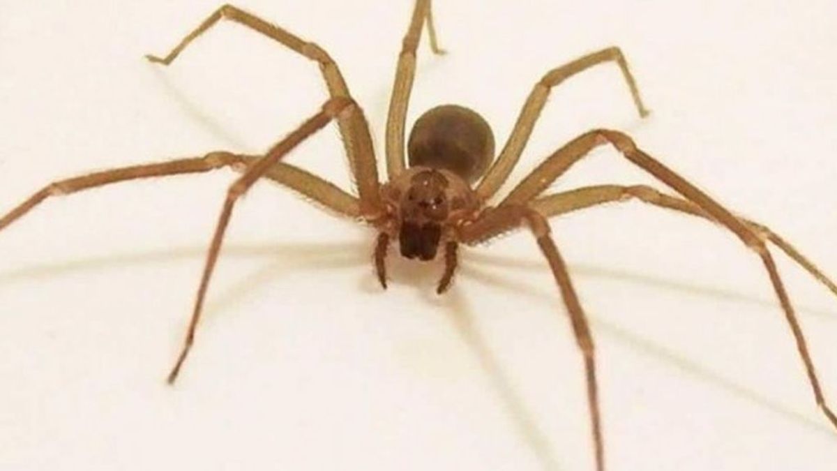 Cómo reconocer a la araña violinista, la especie que está provocando el pánico en España