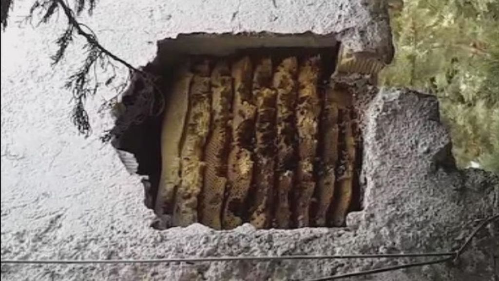Retiran un panal con 100.000 abejas en un muro de Albaicín que era el temor de los vecinos