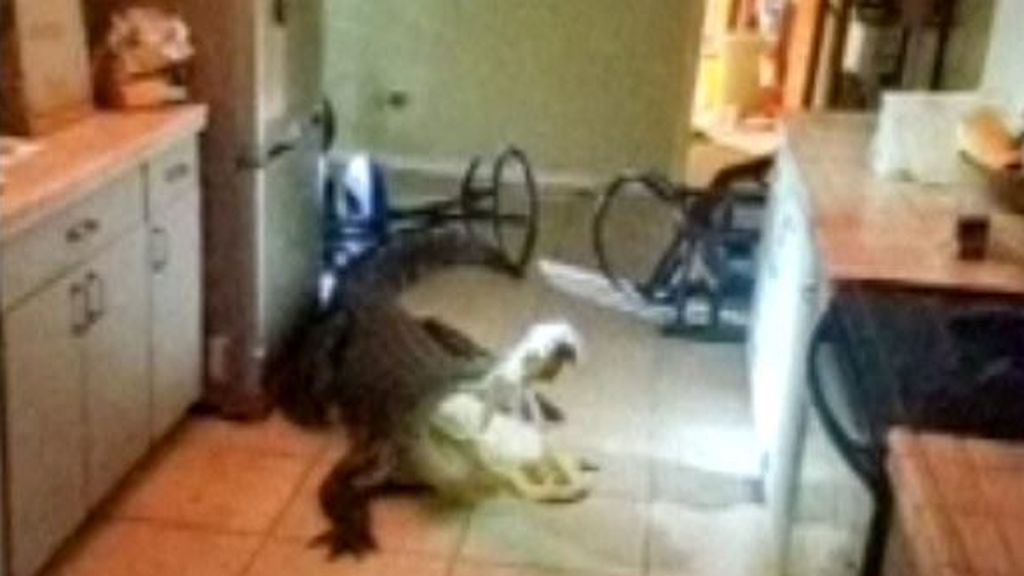 Un cocodrilo gigantesco se adueña de la cocina de su casa