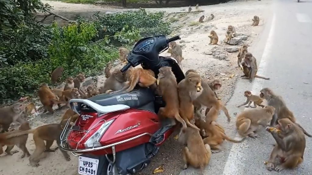 Los monos se muestran cada vez más agresivos ante la superpoblación en la India