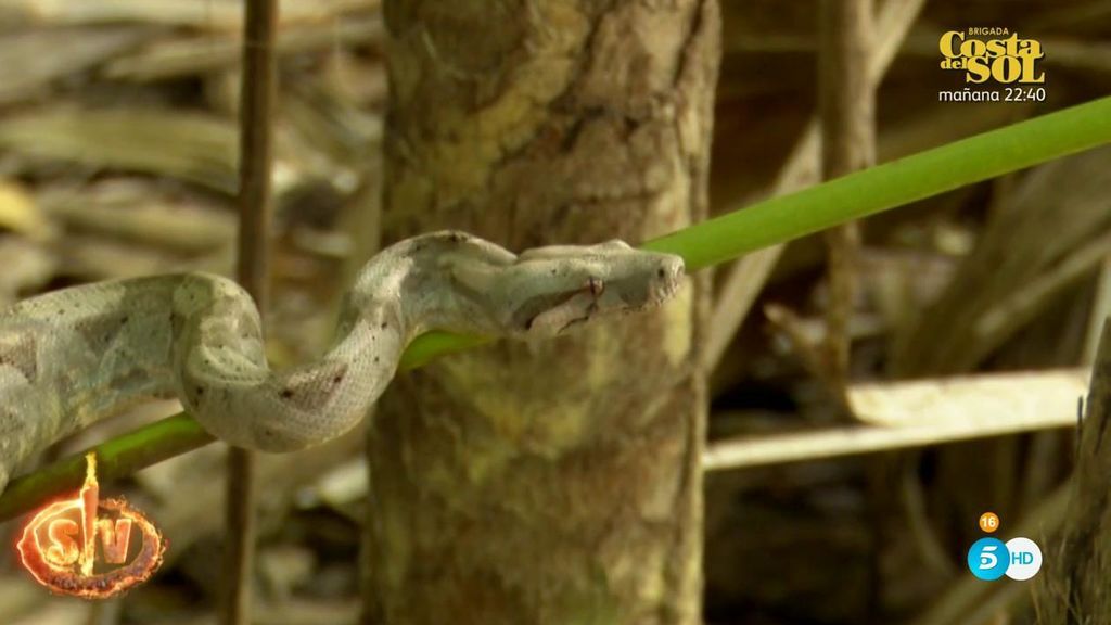 Fabio encuentra una serpiente en Playa Cabeza de León