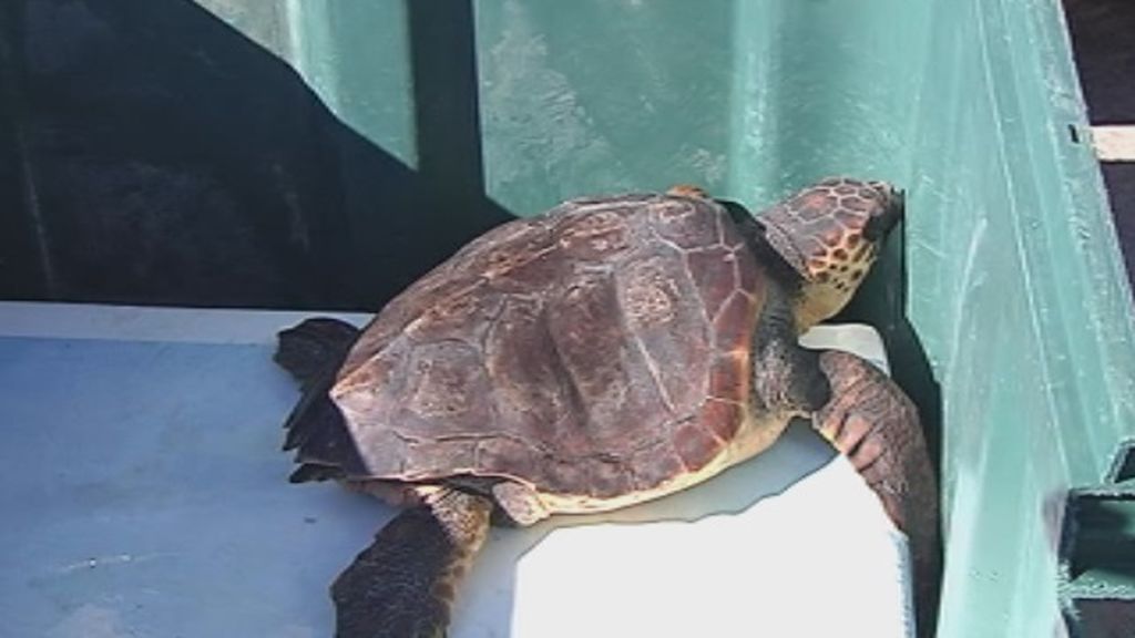 El infierno de los plásticos: La tortuga 'Guerrera' vuelve al mar