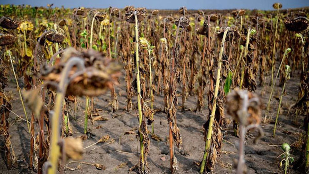 El cambio climático ya ha afectado a la producción de alimentos