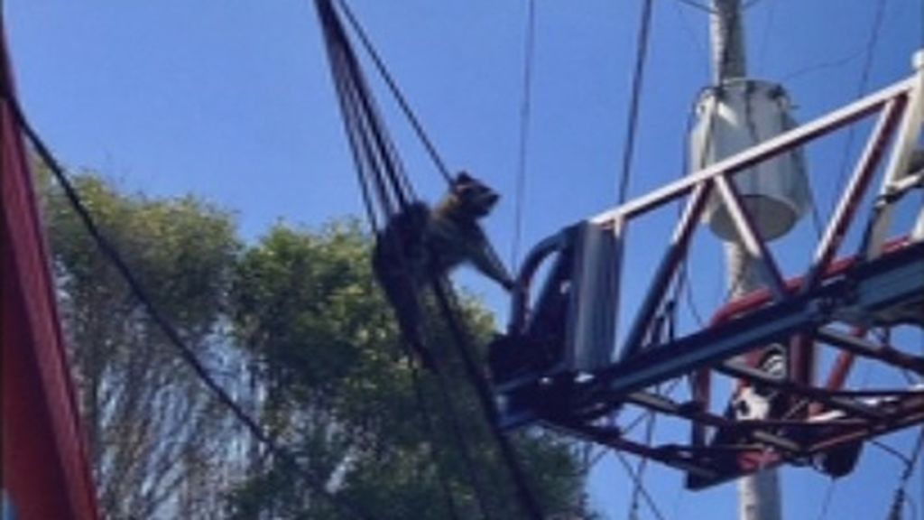 El complicado rescate de un mapache que estaba enredado en unos cables