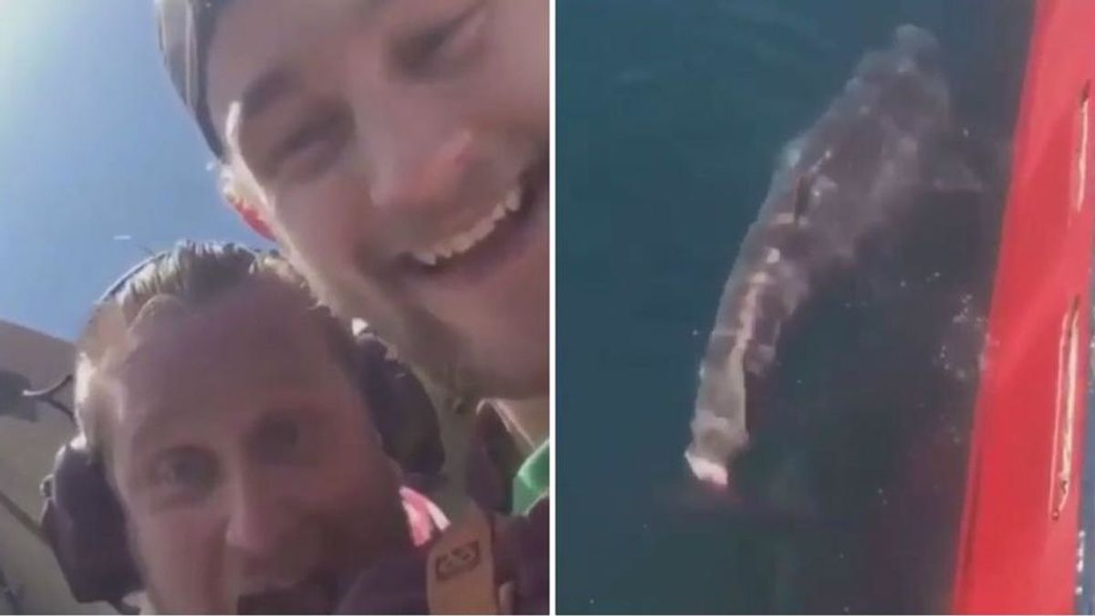 Cortan la cola a un tiburón indefenso para jactarse en las redes sociales