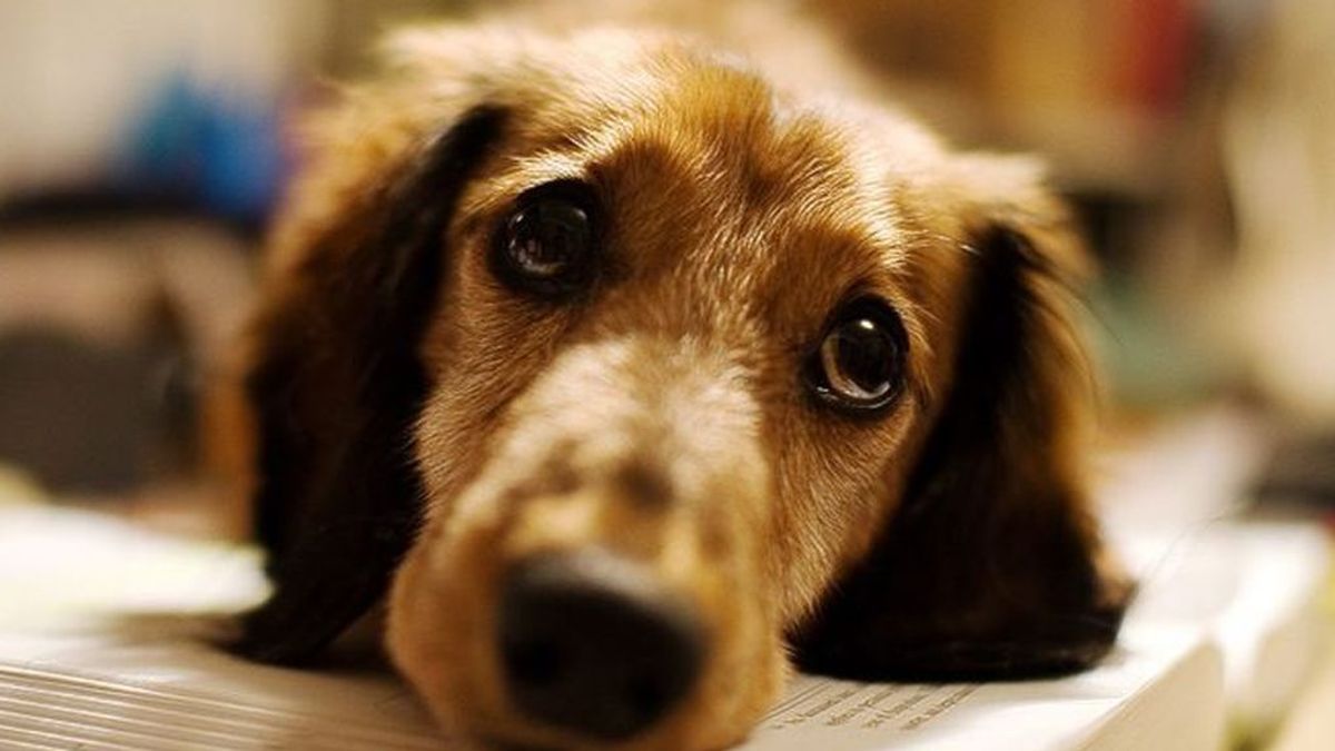 Los perros se contagian del grado de estrés de sus dueños