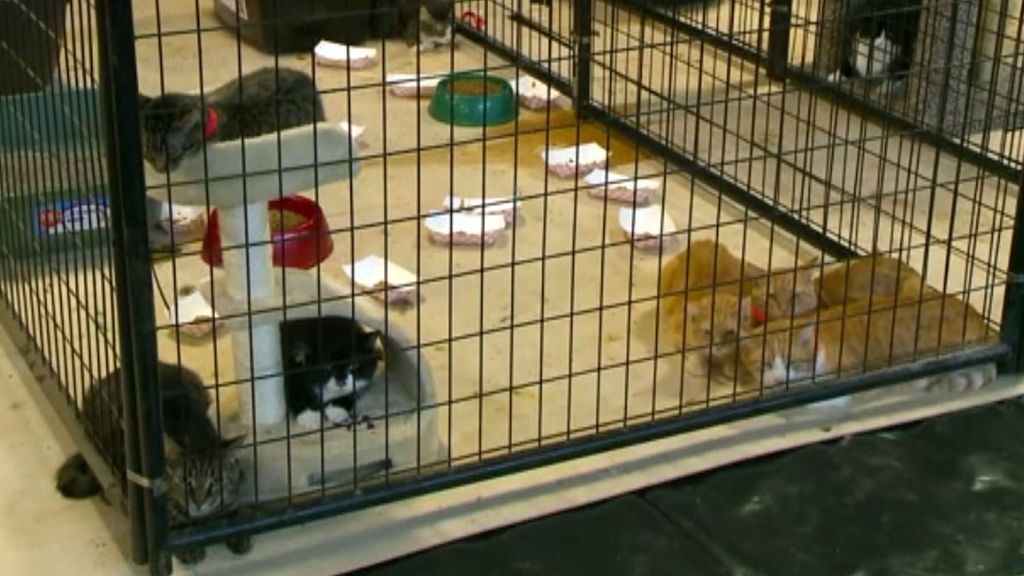 300 gatos malvivían en una casa de Estados Unidos