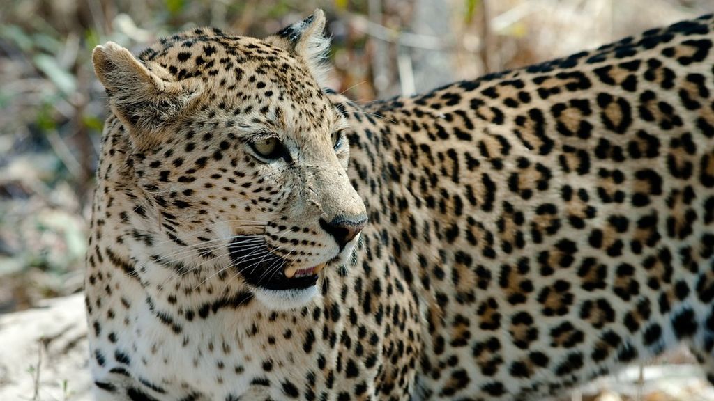 leopard-694460_960_720 leopard-694460_960_720