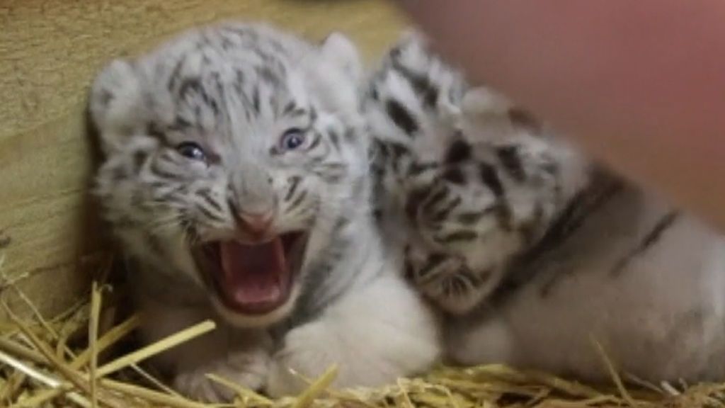 Nacen tres cachorros de tigre blanco en un zoo de Austria