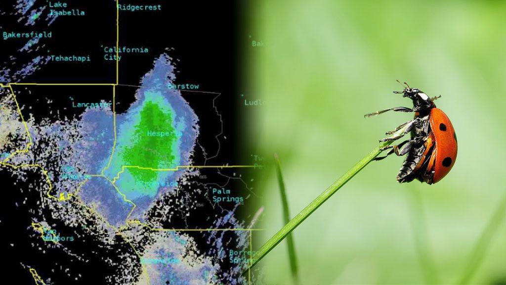Los meteorólogos nunca habían visto algo así: una inmensa nube de mariquitas fue captada por los radares Los meteorólogos nunca habían visto algo así: una inmensa nube de mariquitas fue captada por los radares