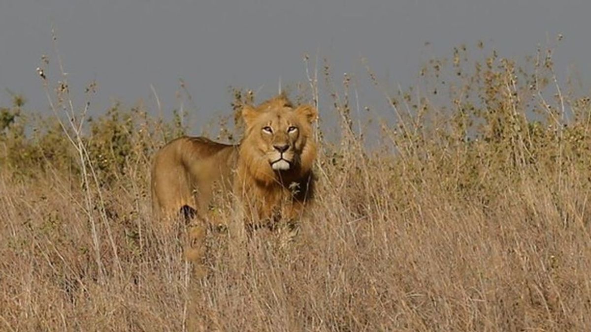 Sudáfrica alerta a la población de la fuga de 12 leones del Parque Nacional Kruger