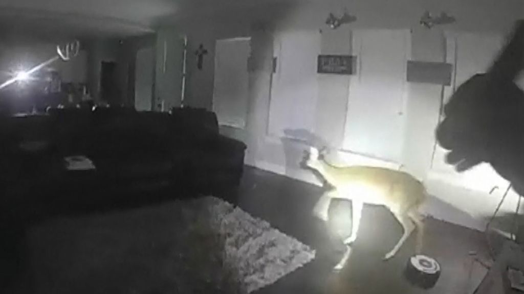 La Policía acude a una vivienda a detener a un ladrón que resultó ser un ciervo
