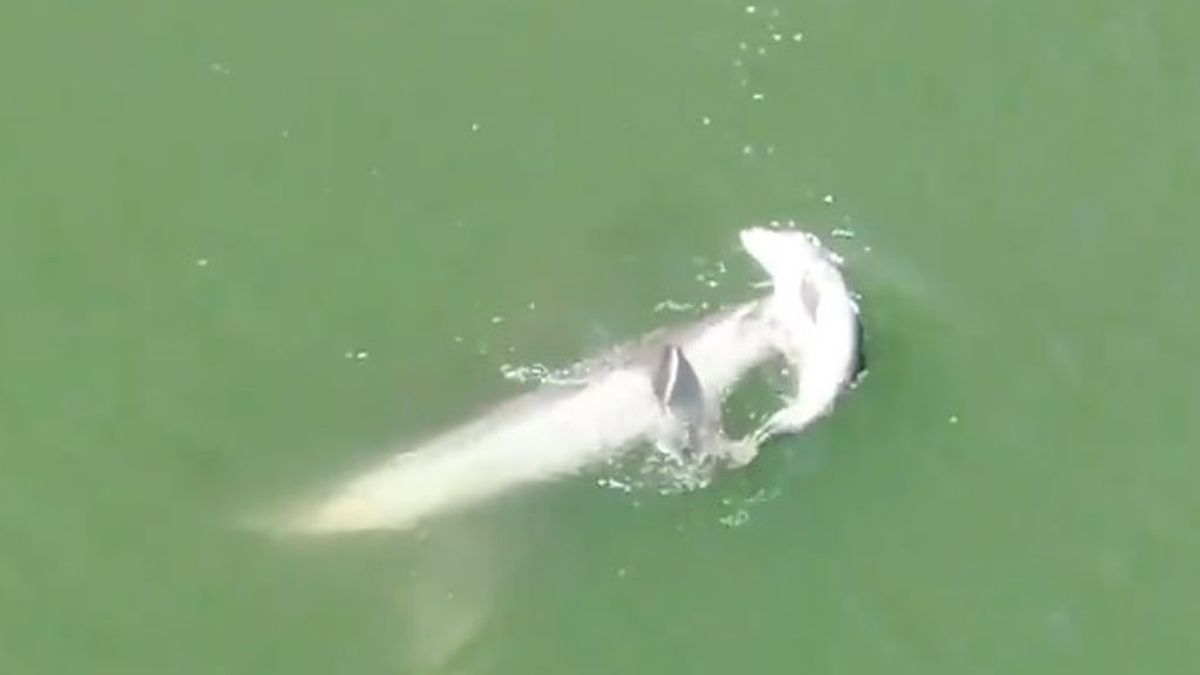 Madre delfín mantiene a flote el cuerpo de su cría muerta