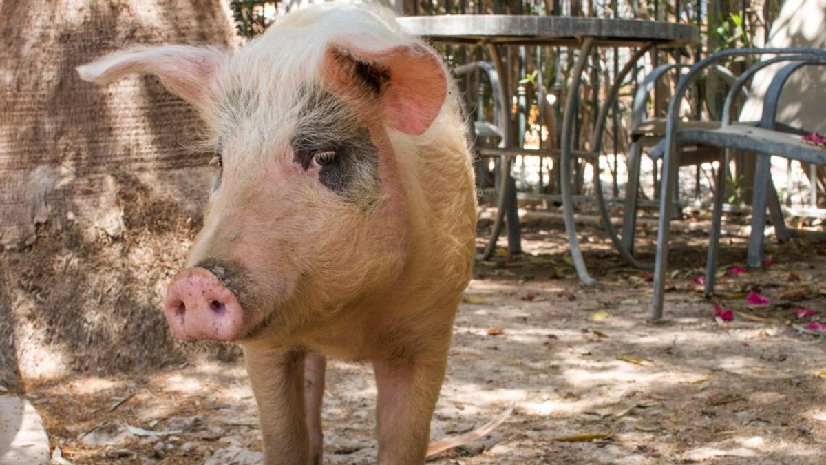 Un cerdo se rescata a sí mismo y aparece en la puerta de un refugio en Alicante