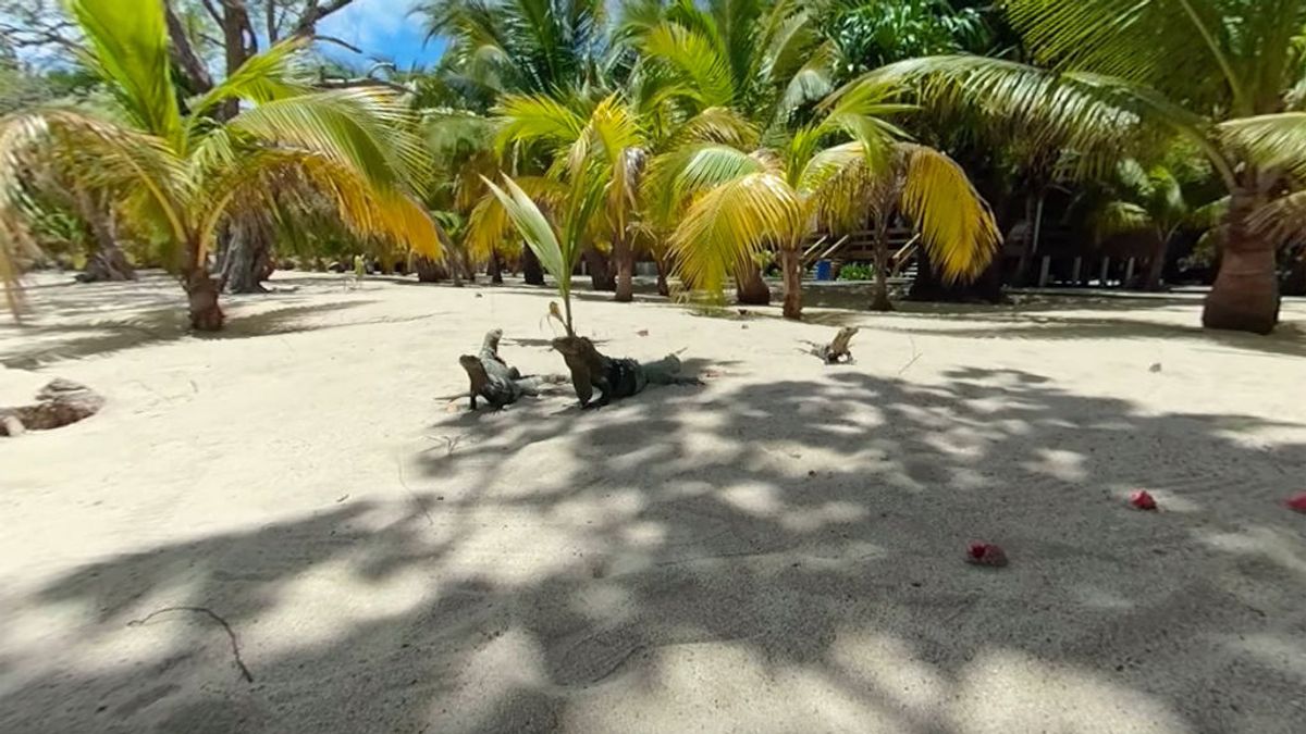 Paseo en 360º: siéntete un auténtico superviviente y rodéate de iguanas en Cayo Menor