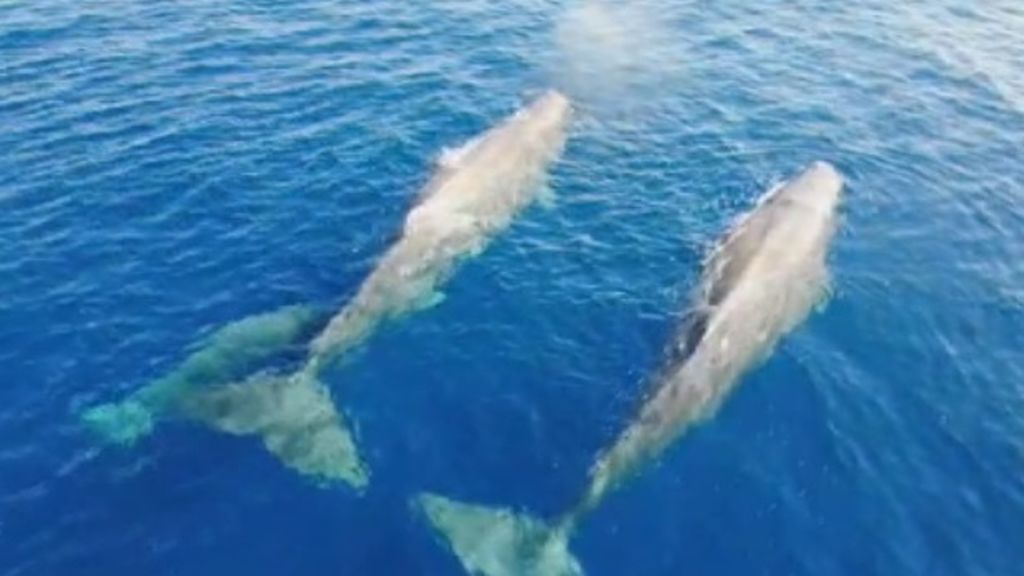 Una cría de cachalotes mamando en el mar Mediterráneo