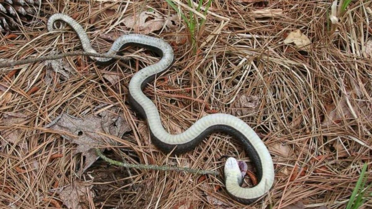 Carolina del Norte emite una advertencia sobre la 'serpiente zombie'