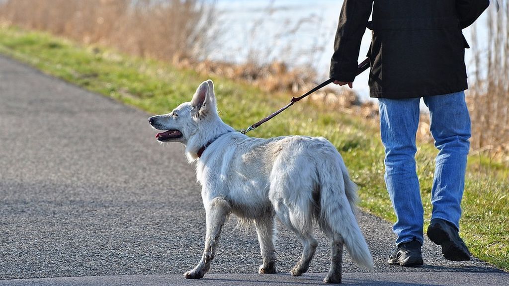 Un ayuntamiento contrata detectives para multar a personas que no recojan las heces de su mascota Un ayuntamiento contrata detectives para multar a personas que no recojan las heces de su mascota