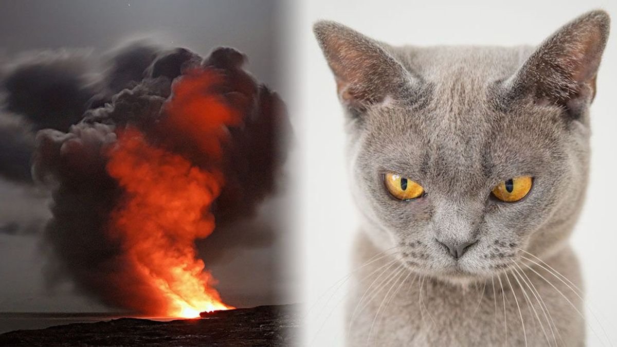 El doctor que lo peta en redes explicando el comportamiento de los volcanes con gatitos