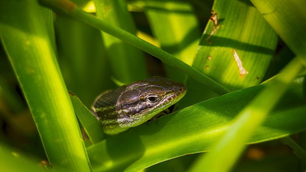 Investigadores descubren un nuevo proceso de formación de especies Investigadores descubren un nuevo proceso de formación de especies