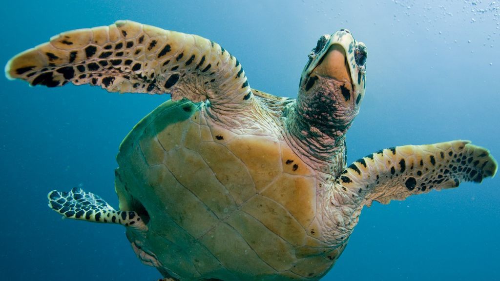 Las tortugas de Maldivas