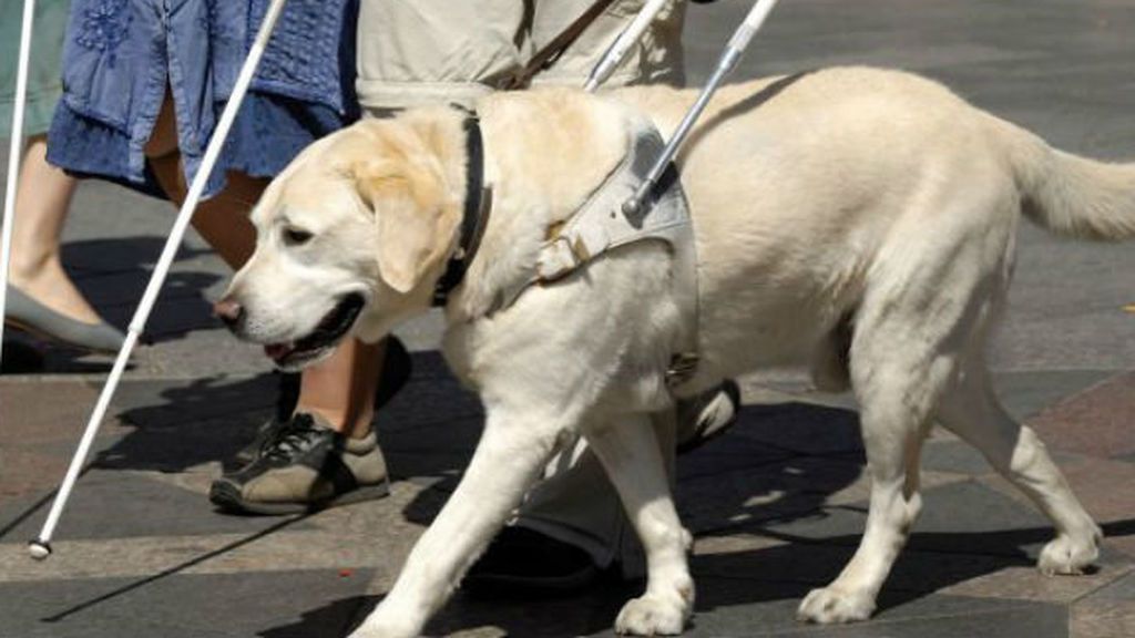 Multan a la cuidadora de un perro guía por pasear por la playa