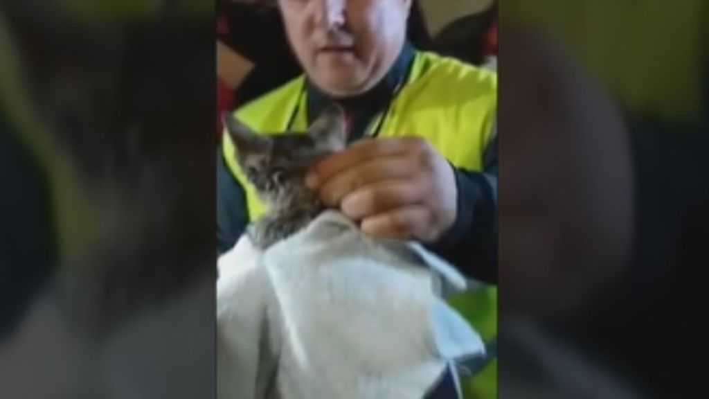 Angustioso rescate de un gatito que se quedó atrapado en una tubería