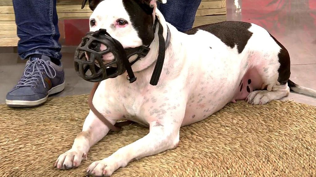 Canela, una pitbull de año y medio, busca un hogar