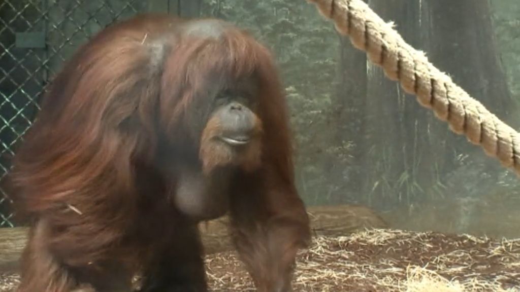 La orangután Ninnete cumple 50 años, hecho único en su especie