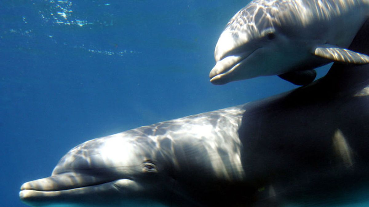 Los delfines hacen amigos de forma parecida a los humanos: por intereses comunes