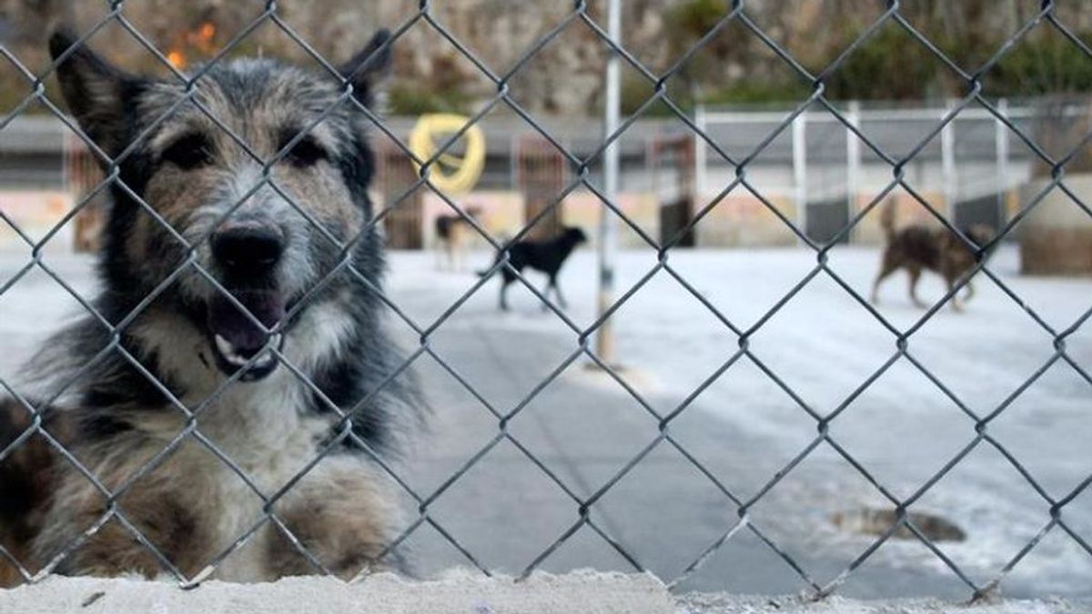 Una familia de EE.UU deja a su perro en un refugio de animales y lo sacrifican por error