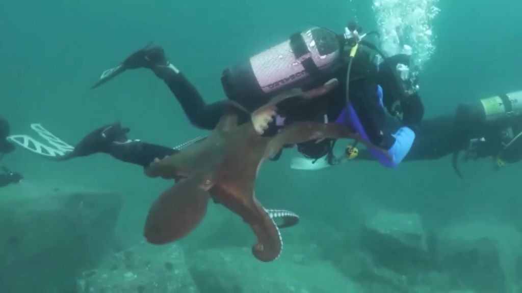 Un pulpo gigante ataca a un submarinista