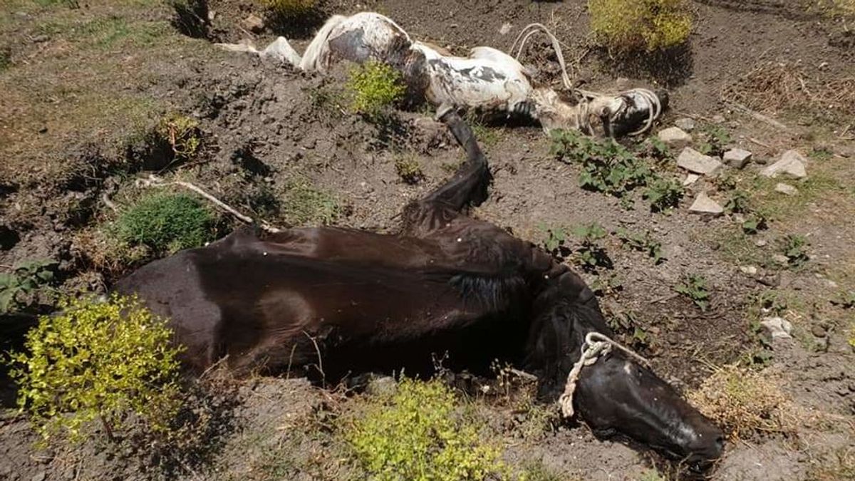 Desagradable episodio de caballos muertos en Jimena de la Frontera (Cádiz)