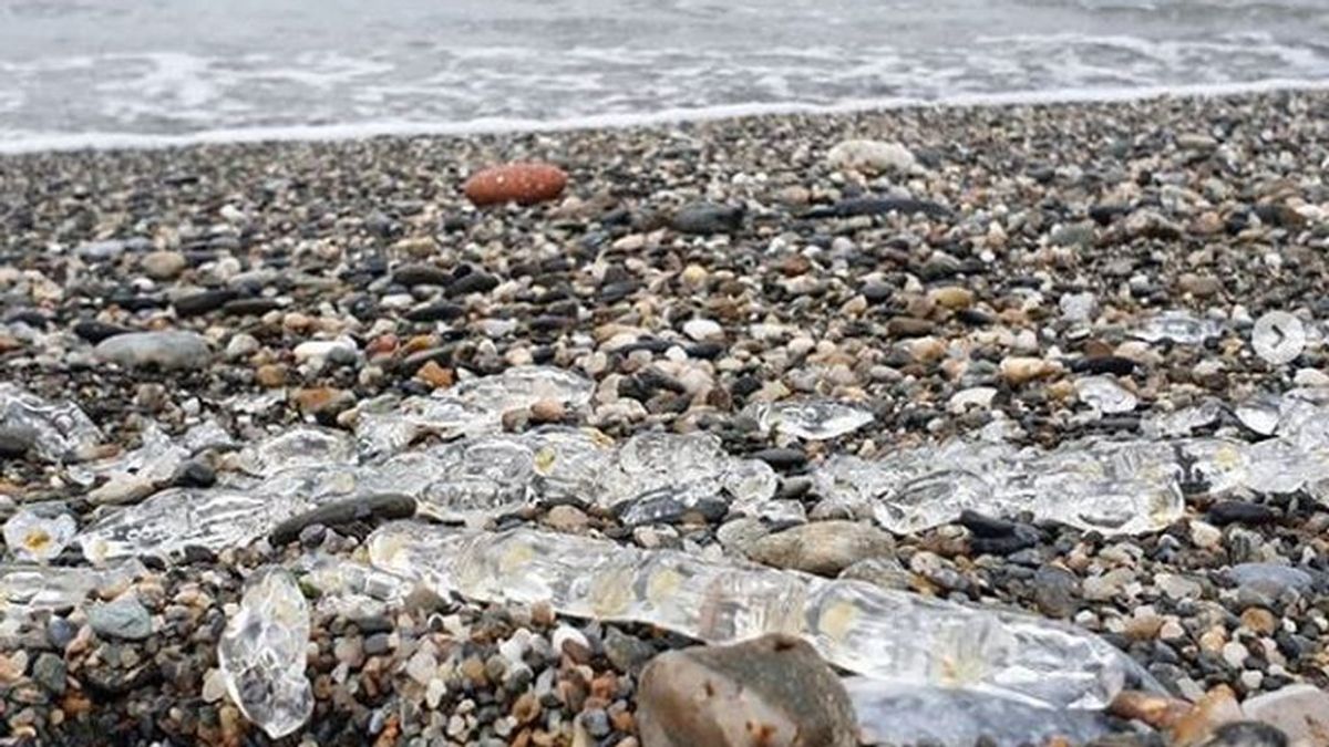 Ni plásticos ni medusas: qué son las salpas, los desconocidos invertebrados que han invadido las playas de Málaga