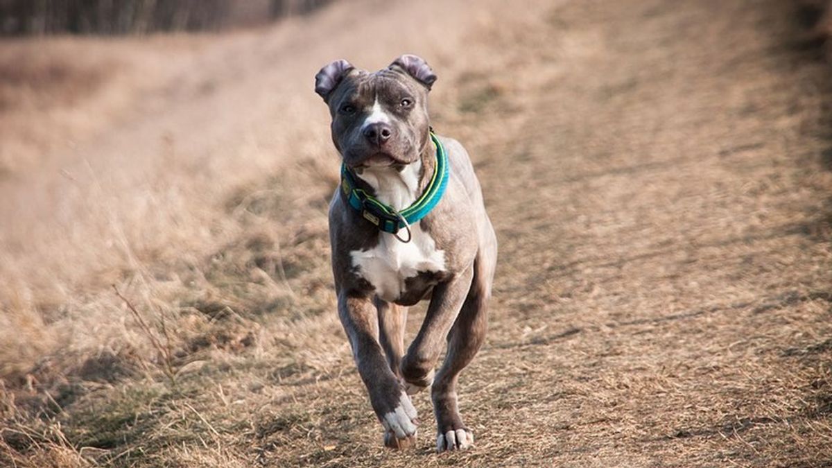 Un pitbull se convierte en el nuevo héroe de California tras salvar a una bebé de un incendio arrastrándola del pañal