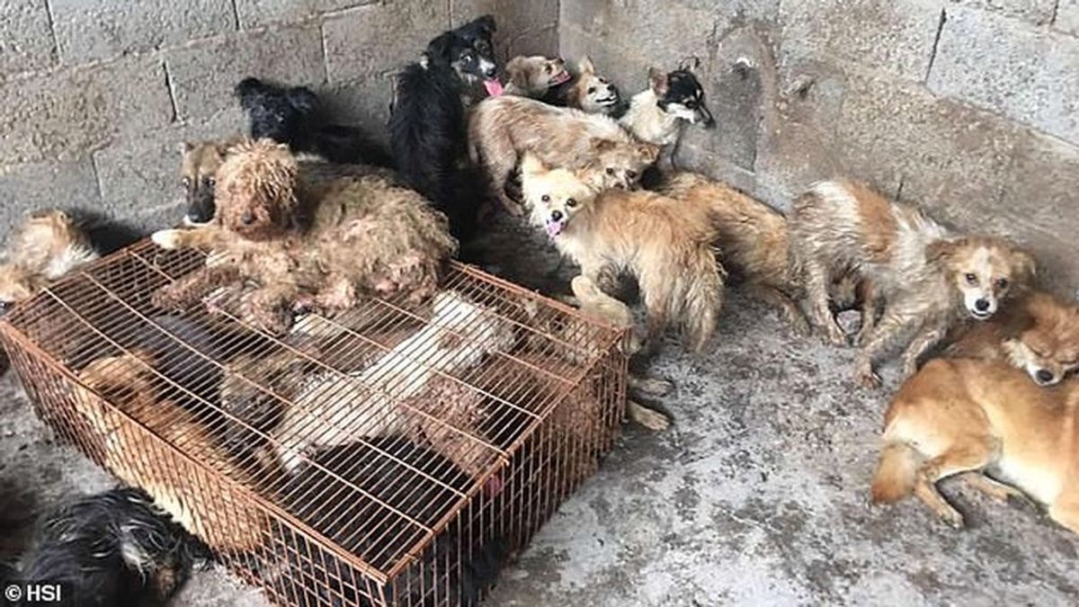 Salvan de un matadero chino a más de 60 perros que iban a ser comidos en el festival de Yulin