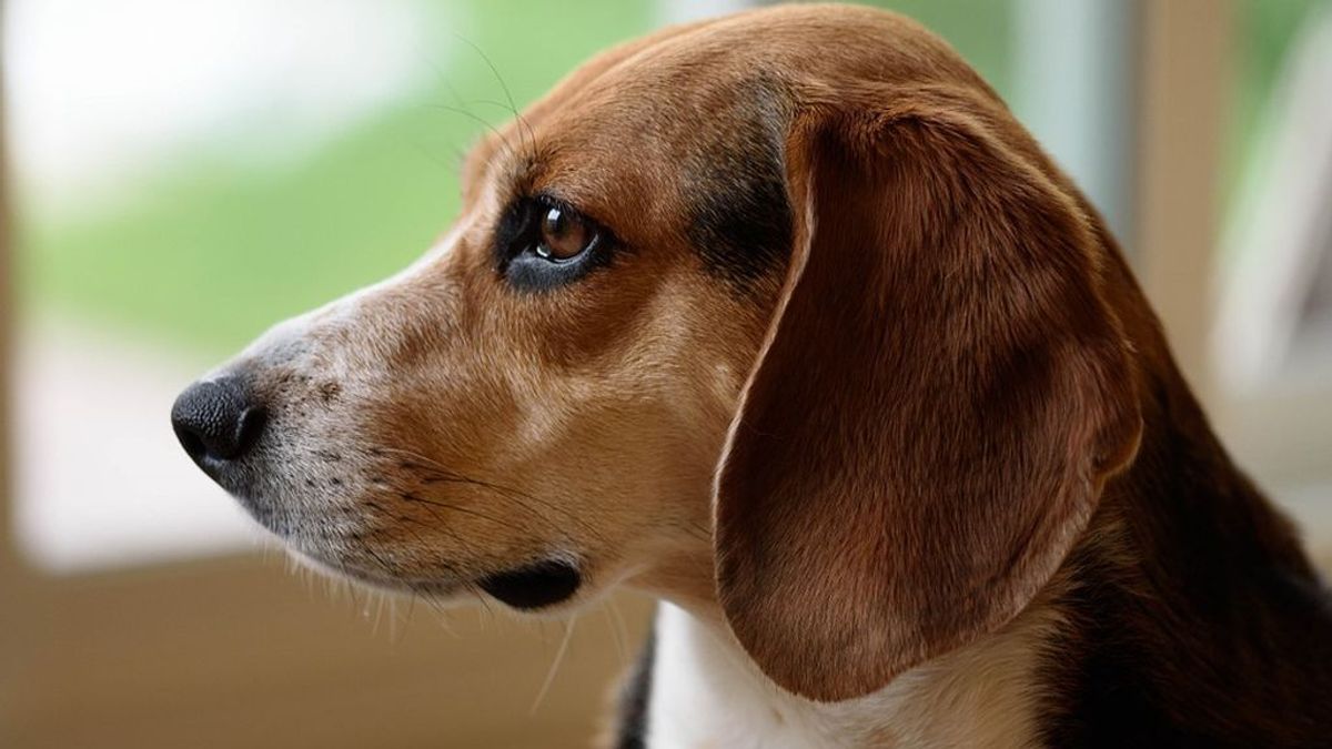 El olfato de los perros detecta el 97% de los cáncer de pulmón
