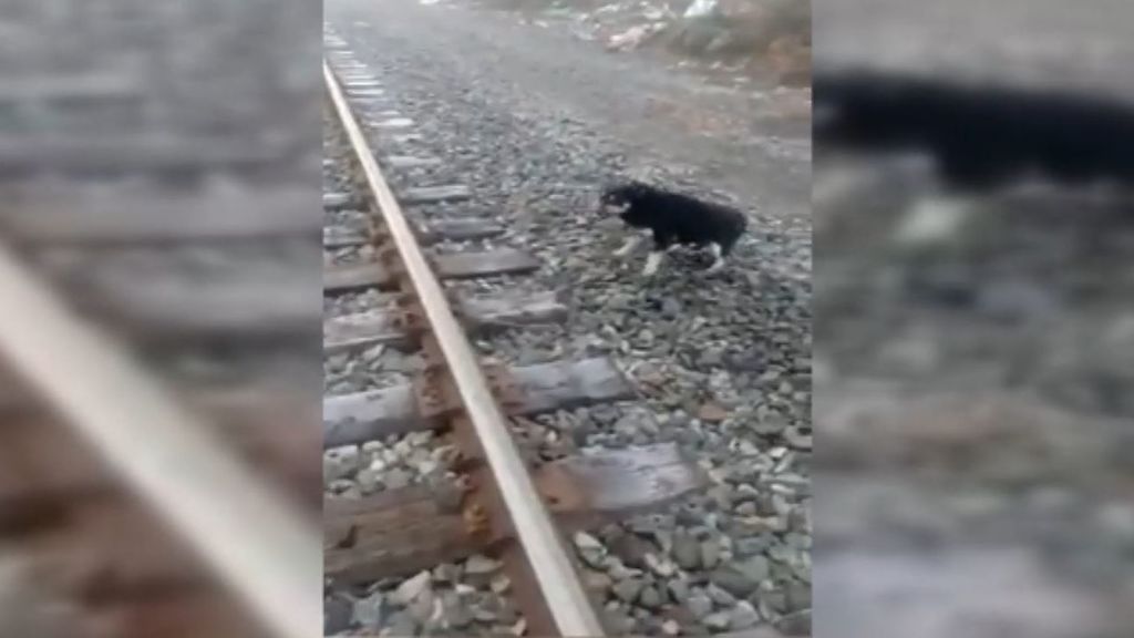 Un maquinista detiene un tren para salvar la vida a un perro