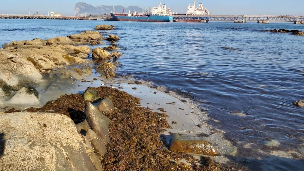20190619_SOC_ALGA INVASORA 20190619_SOC_ALGA INVASORA